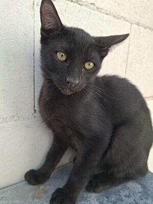 Cesar, Europäisch Kurzhaar - Kater