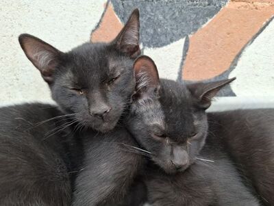 Cesar, Europäisch Kurzhaar - Kater