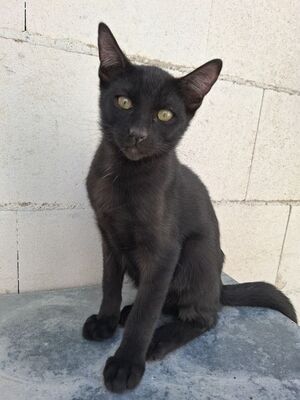 Cesar, Europäisch Kurzhaar - Kater