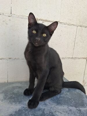 Cesar, Europäisch Kurzhaar - Kater