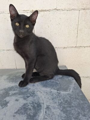 Cesar, Europäisch Kurzhaar - Kater