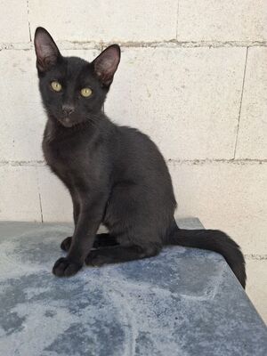 Cesar, Europäisch Kurzhaar - Kater