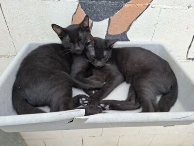 Cesar, Europäisch Kurzhaar - Kater