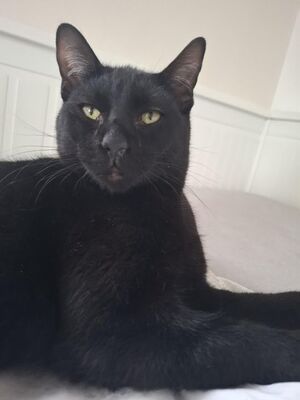 Cesar, Europäisch Kurzhaar - Kater