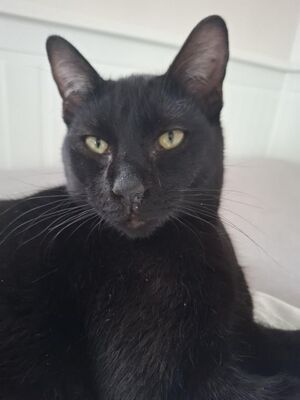 Cesar, Europäisch Kurzhaar - Kater