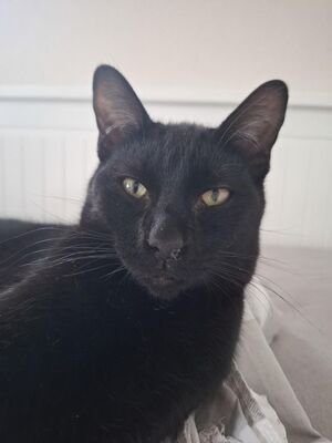 Cesar, Europäisch Kurzhaar - Kater