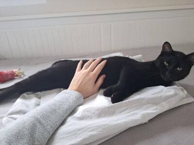 Cesar, Europäisch Kurzhaar - Kater