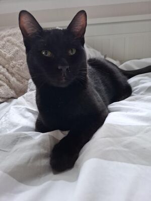 Cesar, Europäisch Kurzhaar - Kater