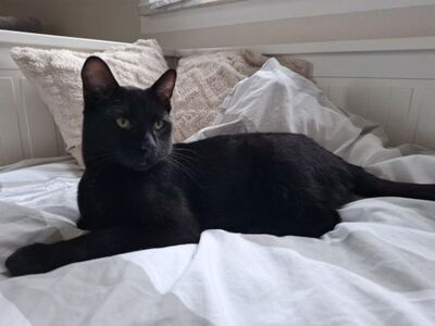 Cesar, Europäisch Kurzhaar - Kater