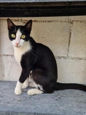 Chalsea (geb. August 2025) - EKH-katze, EKH - Katze