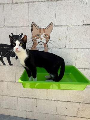 Chalsea (geb. August 2025) - EKH-katze, EKH - Katze