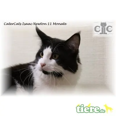 Champion Isaac Newton, Maine Coon - Kater