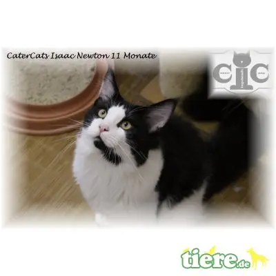 Champion Isaac Newton, Maine Coon - Kater
