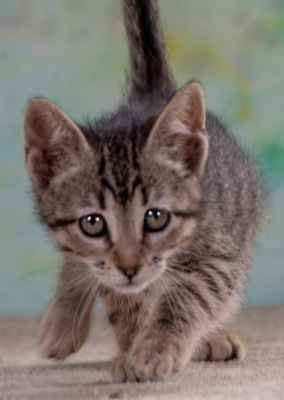 Chantal - jung und verspielt, Mix Jungtier - Katze