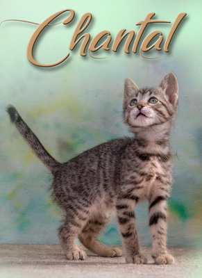 Chantal - jung und verspielt, Mix Jungtier - Katze