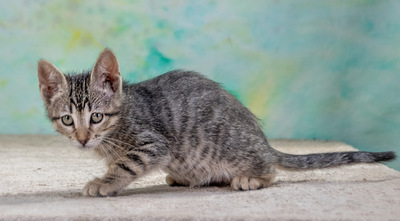 Chantal - jung und verspielt, Mix - Katze