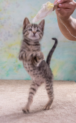 Chantal - jung und verspielt, Mix - Katze