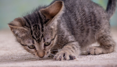 Chantal - jung und verspielt, Mix - Katze
