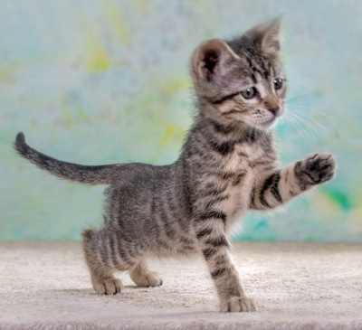 Chantal - jung und verspielt, Mix - Katze