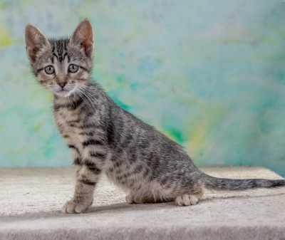Chantal - jung und verspielt, Mix - Katze
