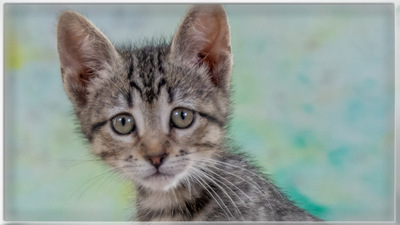 Chantal - jung und verspielt, Mix - Katze
