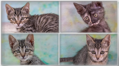 Chantal - jung und verspielt, Mix - Katze