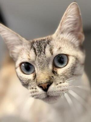 Chaqui (geb. Juli 23) - Siam-Mix, Siam-Mix - Katze