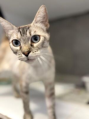 Chaqui (geb. Juli 23) - Siam-Mix, Siam-Mix - Katze