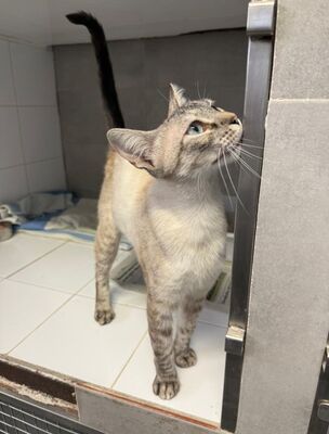 Chaqui (geb. Juli 23) - Siam-Mix, Siam-Mix - Katze