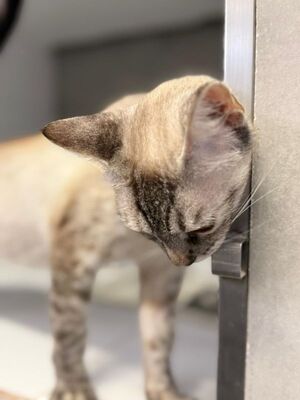 Chaqui (geb. Juli 23) - Siam-Mix, Siam-Mix - Katze