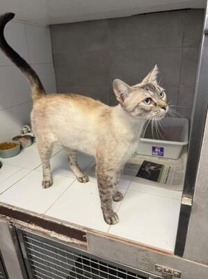 Chaqui (geb. Juli 23) - Siam-Mix, Siam-Mix - Katze
