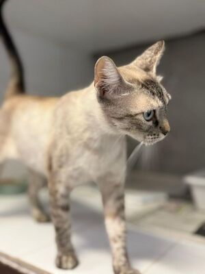 Chaqui (geb. Juli 23) - Siam-Mix, Siam-Mix - Katze