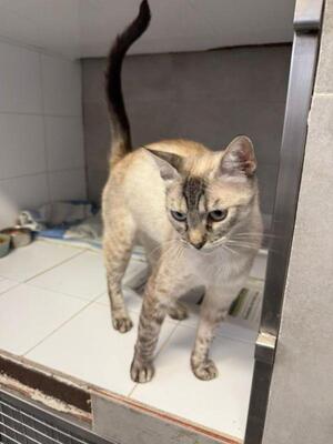 Chaqui (geb. Juli 23) - Siam-Mix, Siam-Mix - Katze