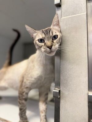Chaqui (geb. Juli 23) - Siam-Mix, Siam-Mix - Katze