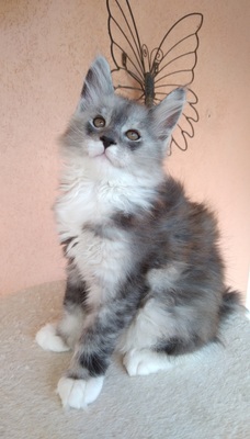 Charles, Main coon Jungtier - Kater