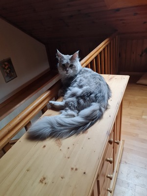 Charly,Aaron, Main Coon - Kater