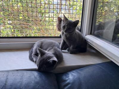 Chartreux Jungtier - Kater