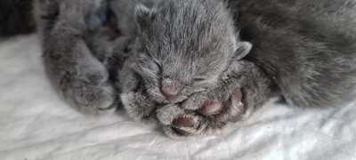 Chartreux Jungtier - Katze