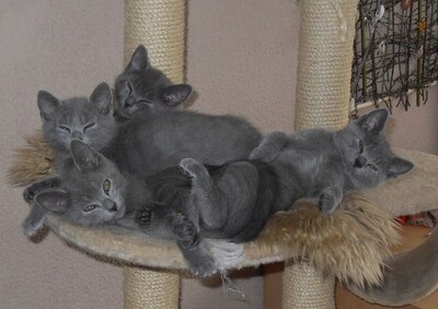 Chartreux Jungtier - Katze