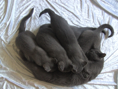 Chartreux Jungtier - Katze