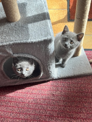 Chartreux Kartäuser Kitten mit Stammbaum - 2 Männchen