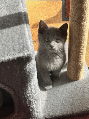 Chartreux Kartäuser Kitten mit Stammbaum - 2 Männchen, Chartreux Jungtier - Kater
