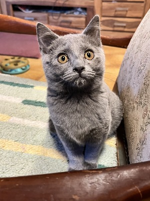 Chartreux Kartäuser Kitten mit Stammbaum - 2 Männchen, Chartreux Jungtier - Kater