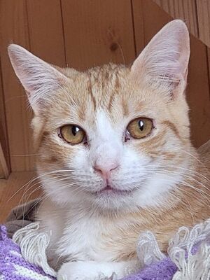 Chata geb. Juni 2025 - Pflegestelle in 85221 Dachau, Europäisch Kurzhaar - Katze
