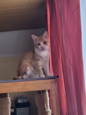 Chata geb. Juni 2025 - Pflegestelle in 85221 Dachau, Europäisch Kurzhaar - Katze