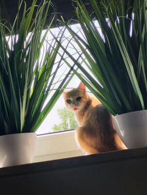 Chata geb. Juni 2025 - Pflegestelle in 85221 Dachau, Europäisch Kurzhaar - Katze