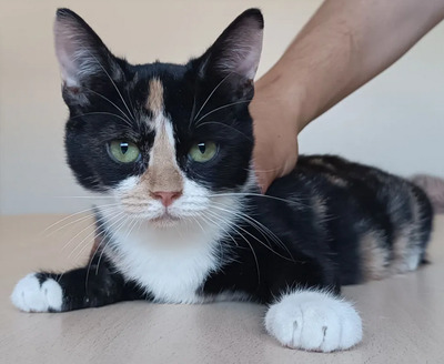 Chata - lustiges tricolor Mädchen sucht mit Chipsi dringend Zuhause, EKH Jungtier - Katze