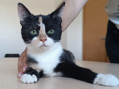 Chata - lustiges tricolor Mädchen sucht mit Chipsi dringend Zuhause, EKH Jungtier - Katze