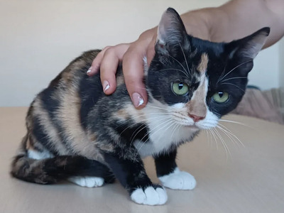 Chata - lustiges tricolor Mädchen sucht mit Chipsi dringend Zuhause, EKH Jungtier - Katze