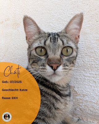 Chati, Europäisch Kurzhaar (EKH) - Katze